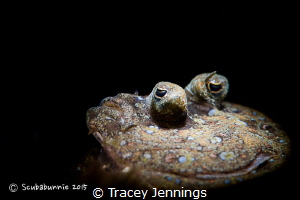 Peacock flounder by Tracey Jennings 